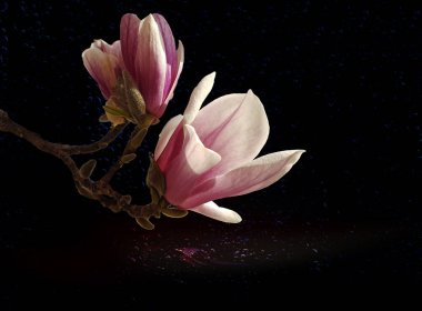 Çiçek suyu deniz manolyasını düşürür. Pembe bahar doğası çevre koruma dalı.