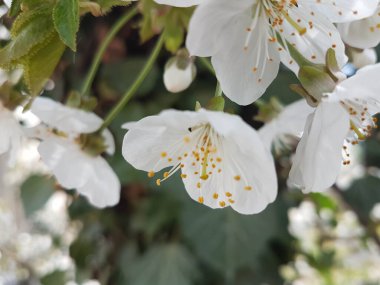 kiraz ağacı mavi gökyüzünde beyaz çiçekler ve ilkbaharda güneş