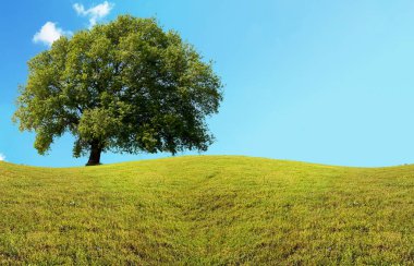 Ağaç bir yay yeşil çimen çimen gökyüzü bulutları ilkbaharda arka plan için