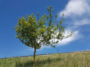 Doğal arkaplan için izole edilmiş mavi güneşli gökyüzü baharı