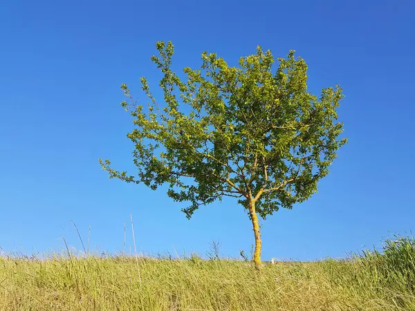 Drzewo Odizolowane Niebieski Słoneczny Niebo Wiosna Dla Naturalnego Tła — Zdjęcie stockowe