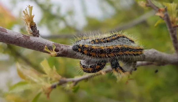 Caterpillars Branch Many Eat Leaves Spirng — Stock Photo, Image