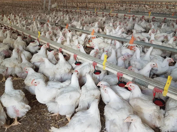 Tavuklar kümes hayvanlarını besliyor.