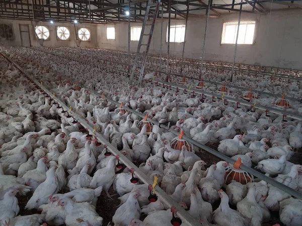 Galinhas Galinhas Avicultura Fazenda Muitos Olhando Alimentação Andando Por — Fotografia de Stock