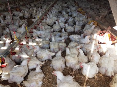 Tavuklar kümes hayvanlarını besliyor.