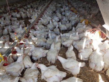 Tavuklar kümes hayvanlarını besliyor.