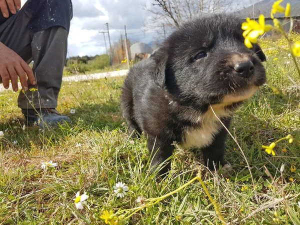 春に草の上で生まれたばかりの犬の赤ちゃんが — ストック写真