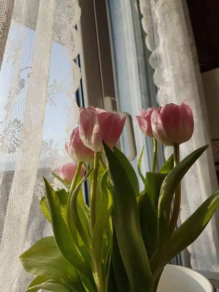 Tulpaner Framför Broderad Gardin Och Fönster Solstrålar Morgonljuset Grekiskt Hem — Stockfoto