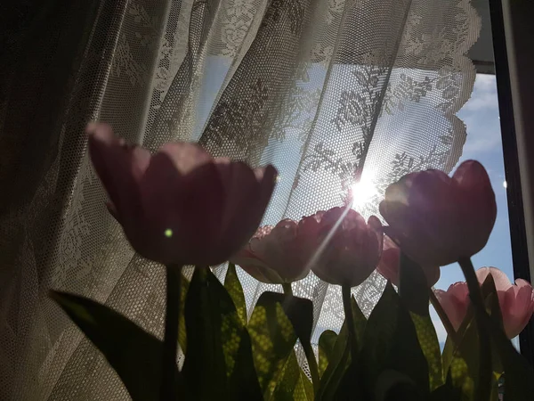 Tulipani Davanti Una Tenda Ricamata Finestre Raggi Sole Della Luce — Foto Stock