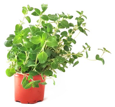 Kekik yaprakları yeşil kırmızı bir tencerede yalıtılmış.