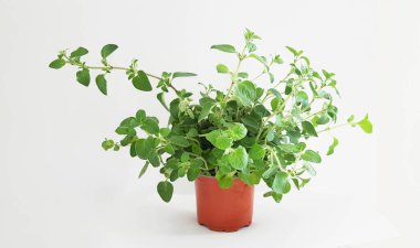 Kekik yaprakları yeşil kırmızı bir tencerede yalıtılmış.