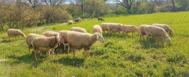 Baharda yeşil çayırlarda koyunlar güneşli günde beslenir