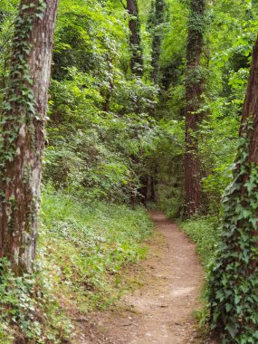 İlkbaharda koşucular için çam ağaçlarında yol