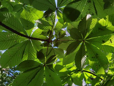Yeşil chustnut ağaçları bahar ormanlarını tamamen kaplar.