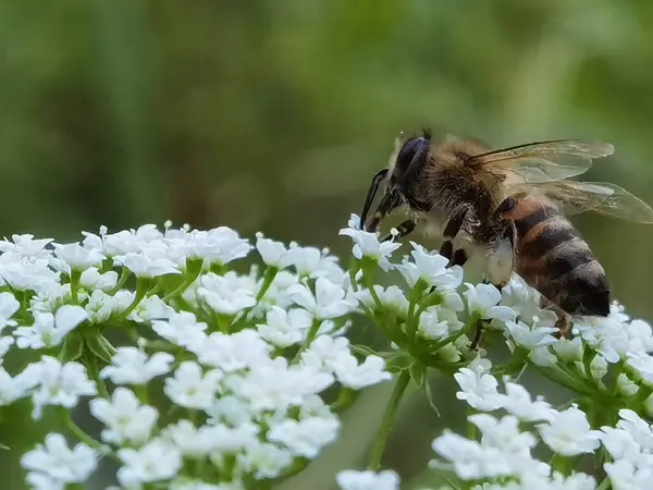 Pszczoła Białych Kwiatach Lesie Zbieranie Miodu Zbliżenie — Zdjęcie stockowe