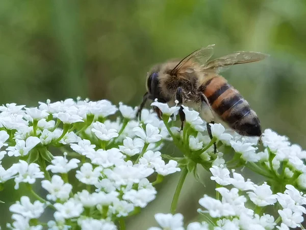 Méh Fehér Virágok Erdőben Gyűjtése Méz Közelről — Stock Fotó