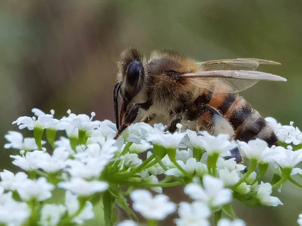 Bij Witte Bloemen Het Bos Verzamelen Van Honing Close — Stockfoto