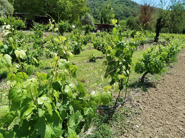 Виноградник Весной Зеленые Ряды Листьев — стоковое фото