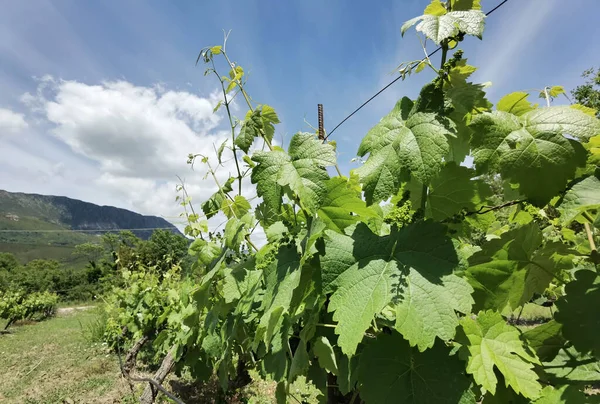 Vignoble Printemps Rangées Feuilles Vertes — Photo