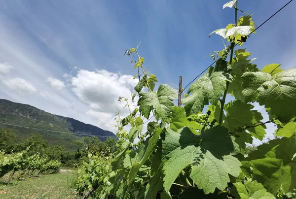 Виноградник Весняно Зелених Рядах Листя — стокове фото