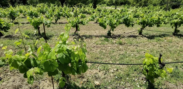 Vignoble Printemps Rangées Feuilles Vertes — Photo