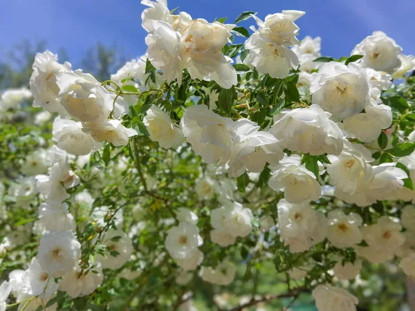 Mawar Banyak Putih Segar Pada Tanaman Daun Langit Cerah Hari — Stok Foto
