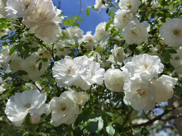 Roses Many Fresh White Plant Leaves Sky Sunny Spring Day — Stock Photo, Image