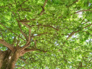 Kipseli Köyü 'nde bahar mevsiminde kipseli yeşili. Orta Meydan, Yunanistan.
