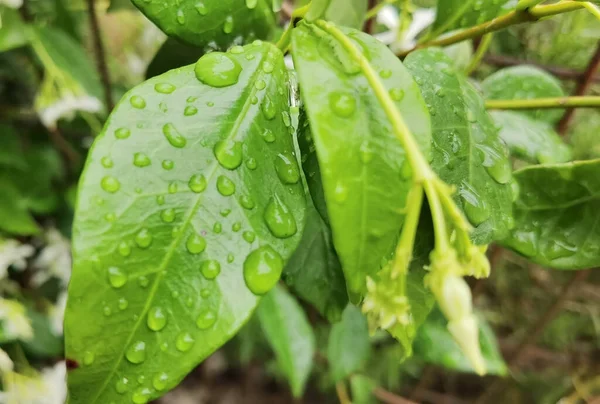 Leaf Green Fresh Water Rain Drops Sping Season Nature Background — Stock Photo, Image