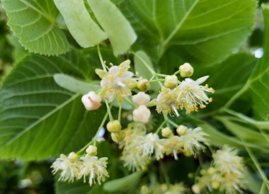 tilia  europaea flowers and leaves on a tree  in summer season best for making tea  herbs medical tree clipart