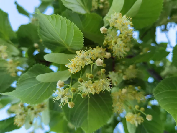 Yaz mevsiminde bitki yetiştirmek için en iyi bitki ve ağaç yaprakları.