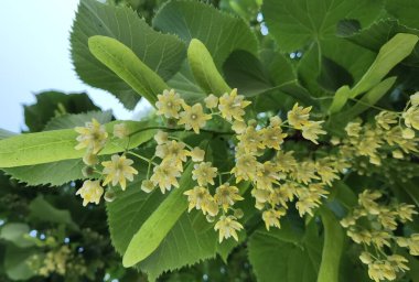 Bahar bitkisel kurutma malzemelerinde yeşil ağaçtaki ıhlamur ya da limon çiçekleri