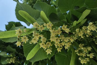 Bahar bitkisel kurutma malzemelerinde yeşil ağaçtaki ıhlamur ya da limon çiçekleri