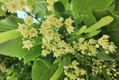 Bahar bitkisel kurutma malzemelerinde yeşil ağaçtaki ıhlamur ya da limon çiçekleri
