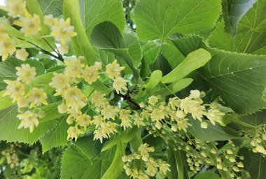 Bahar bitkisel kurutma malzemelerinde yeşil ağaçtaki ıhlamur ya da limon çiçekleri
