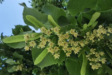 Bahar bitkisel kurutma malzemelerinde yeşil ağaçtaki ıhlamur ya da limon çiçekleri