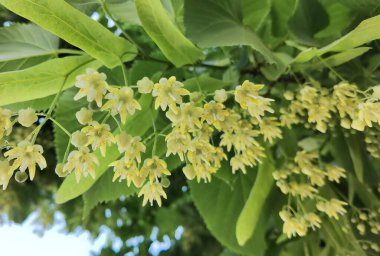 Bahar bitkisel kurutma malzemelerinde yeşil ağaçtaki ıhlamur ya da limon çiçekleri