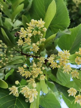 Bahar bitkisel kurutma malzemelerinde yeşil ağaçtaki ıhlamur ya da limon çiçekleri