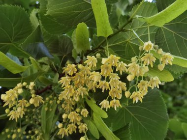 Bahar bitkisel kurutma malzemelerinde yeşil ağaçtaki ıhlamur ya da limon çiçekleri