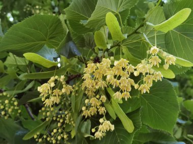 Bahar bitkisel kurutma malzemelerinde yeşil ağaçtaki ıhlamur ya da limon çiçekleri