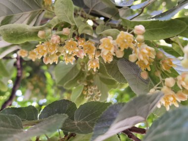 Bahar bitkisel kurutma malzemelerinde yeşil ağaçtaki ıhlamur ya da limon çiçekleri