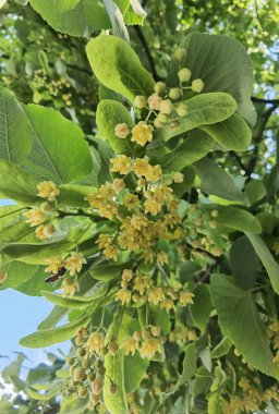 Bahar bitkisel kurutma malzemelerinde yeşil ağaçtaki ıhlamur ya da limon çiçekleri