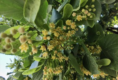 Bahar bitkisel kurutma malzemelerinde yeşil ağaçtaki ıhlamur ya da limon çiçekleri