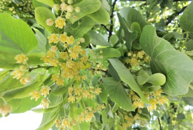 Bahar bitkisel kurutma malzemelerinde yeşil ağaçtaki ıhlamur ya da limon çiçekleri