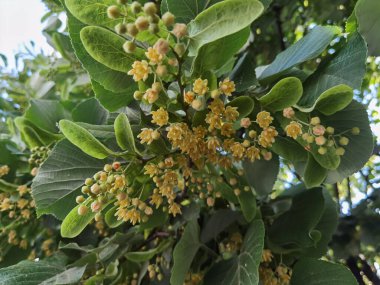 Bahar bitkisel kurutma malzemelerinde yeşil ağaçtaki ıhlamur ya da limon çiçekleri