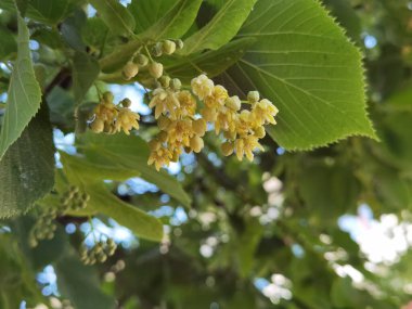 Bahar bitkisel kurutma malzemelerinde yeşil ağaçtaki ıhlamur ya da limon çiçekleri