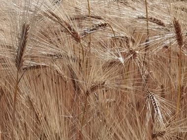 Buğday olgunlaşmış sarı gök mavisi yaz tarımı arka planında