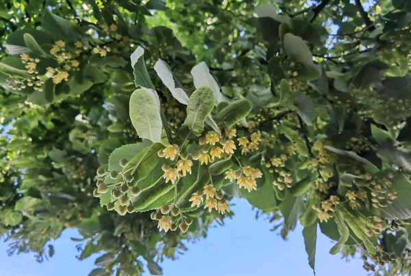 Tilleul Tilia Fleurs Sur Arbre Vert Printemps Ingrédient Sec Base — Photo