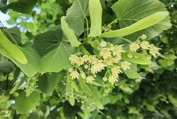 Липа Тилия Цветы Зеленом Дереве Весной Травяной Сушки Ингредиента — стоковое фото