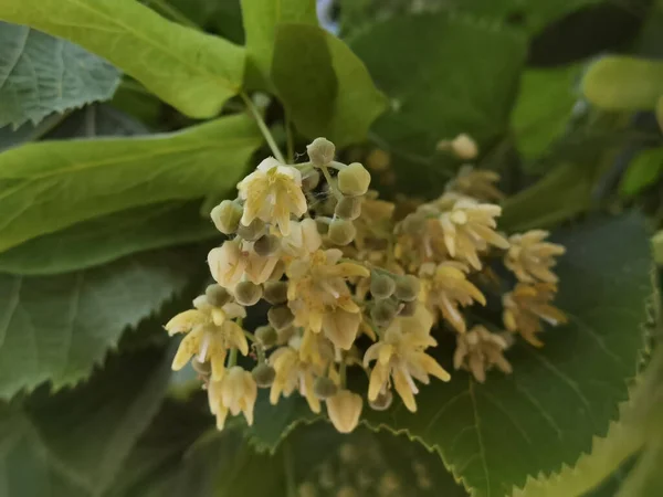 春のハーブ乾燥成分の緑の木のリンデンやティリアの花 — ストック写真